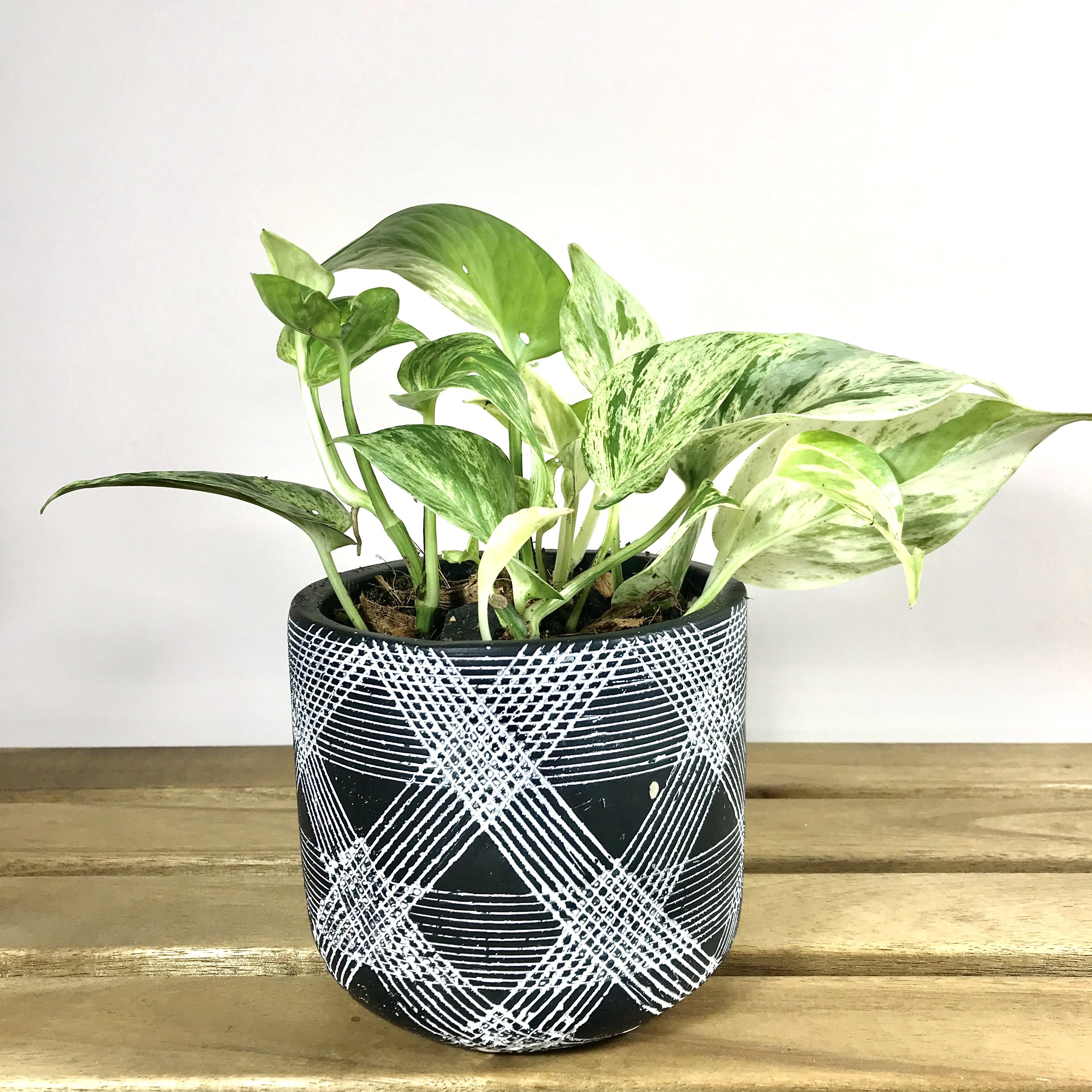 Marble Queen Pothos in Black Chequered Planter Plant Folks