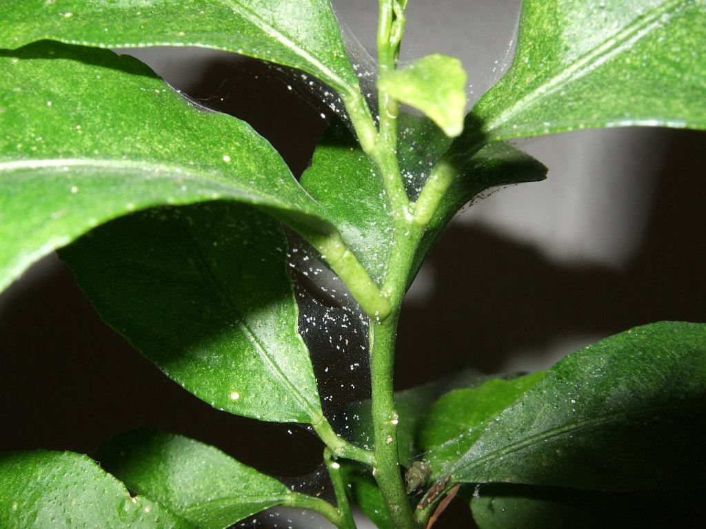 spider mites wiki
