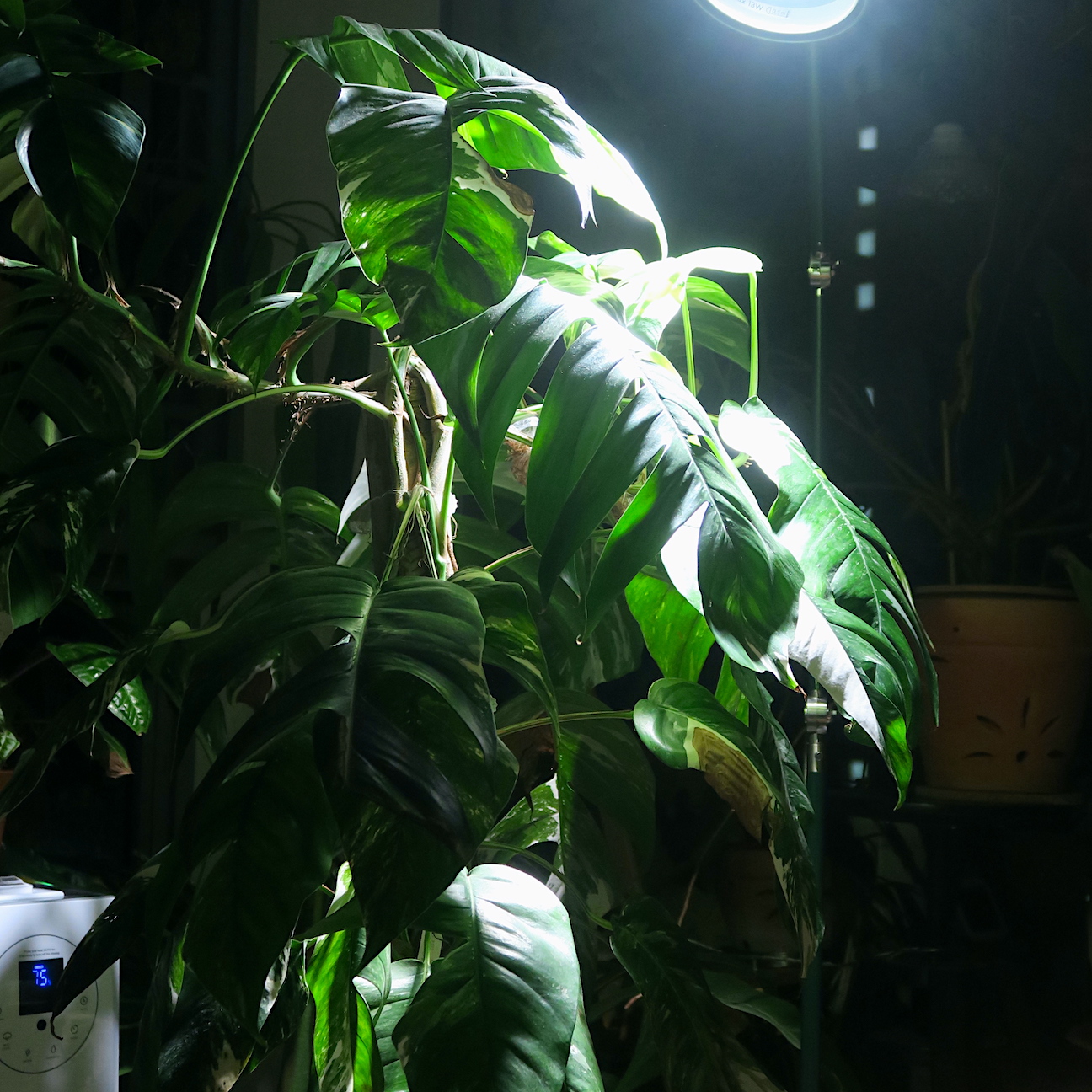 Choosing LED grow lights for your indoor plants Plant Folks