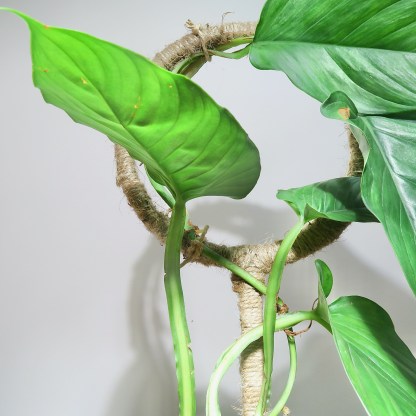 philodendron ernestii in beehive