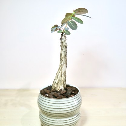 Phyllanthus mirabilis in artisan 2 ring planter
