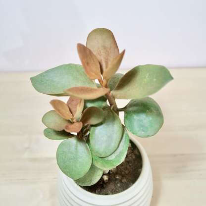 Kalanchoe orgyalis copperspoon