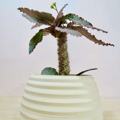Euphorbia Francoisii Hybrid