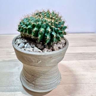 Gymnocalycium Mihanovichii 'Brain' Cactus