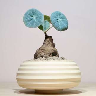stephania nova in white bowl planter