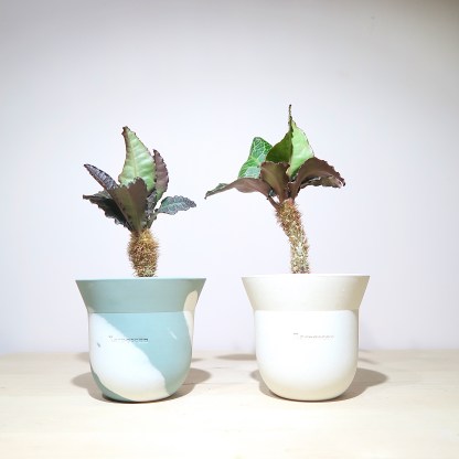 Euphorbia Francoisii in Handcrafted Seed Pot