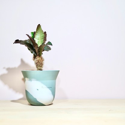 Euphorbia Francoisii in Handcrafted Seed Pot