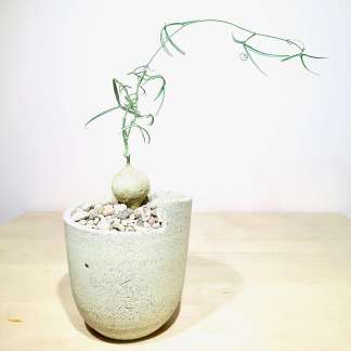 Adenia Kirkii in Artisan Planter