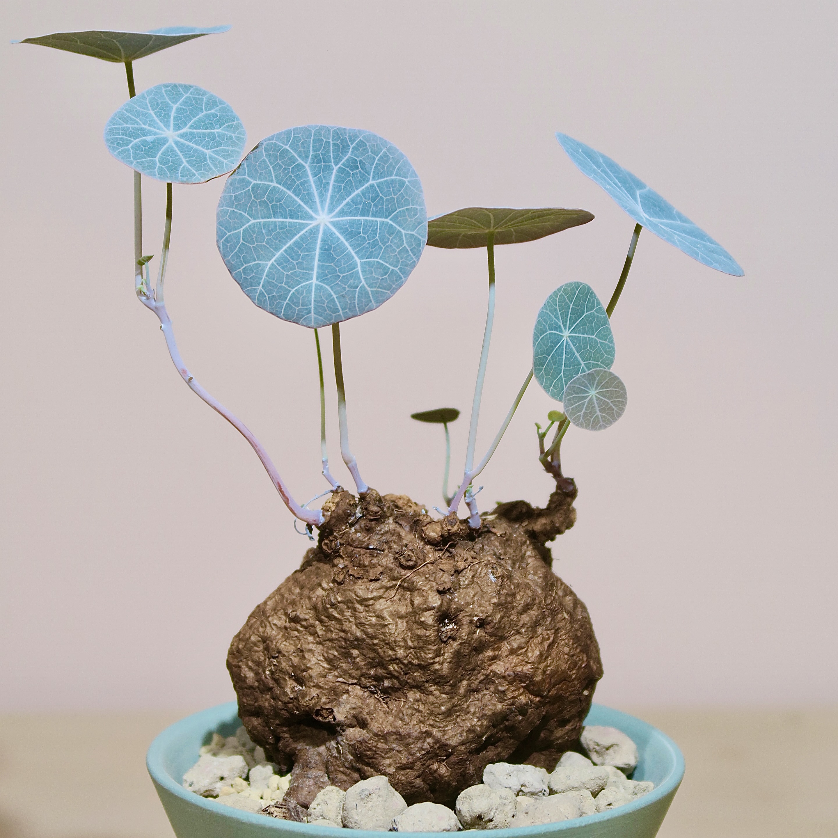 Stephania Kaweesakii Nova in Handcrafted Planter - Image 2