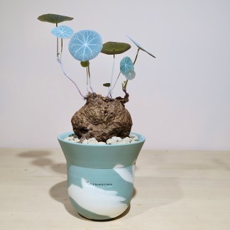 Stephania Kaweesakii Nova in Handcrafted Planter