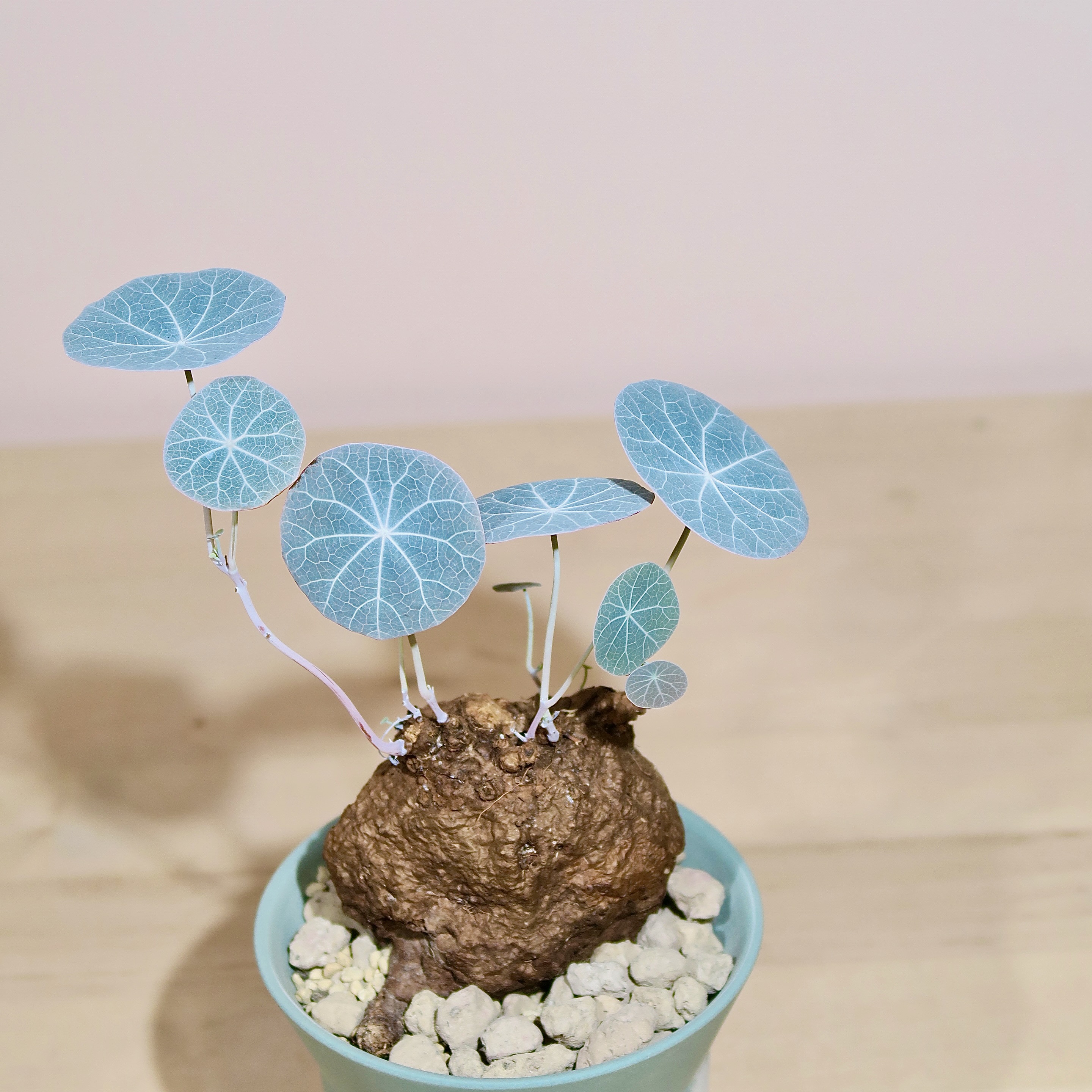 Stephania Kaweesakii Nova in Handcrafted Planter - Image 3