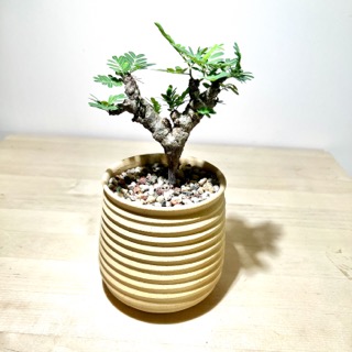 Senna Meridionalis in handcrafted planter