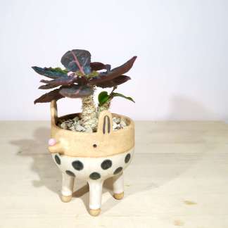 Euphorbia Francoisii in Handcrafted Dog Planter