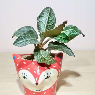 Euphorbia Francoisii in Handcrafted Pot