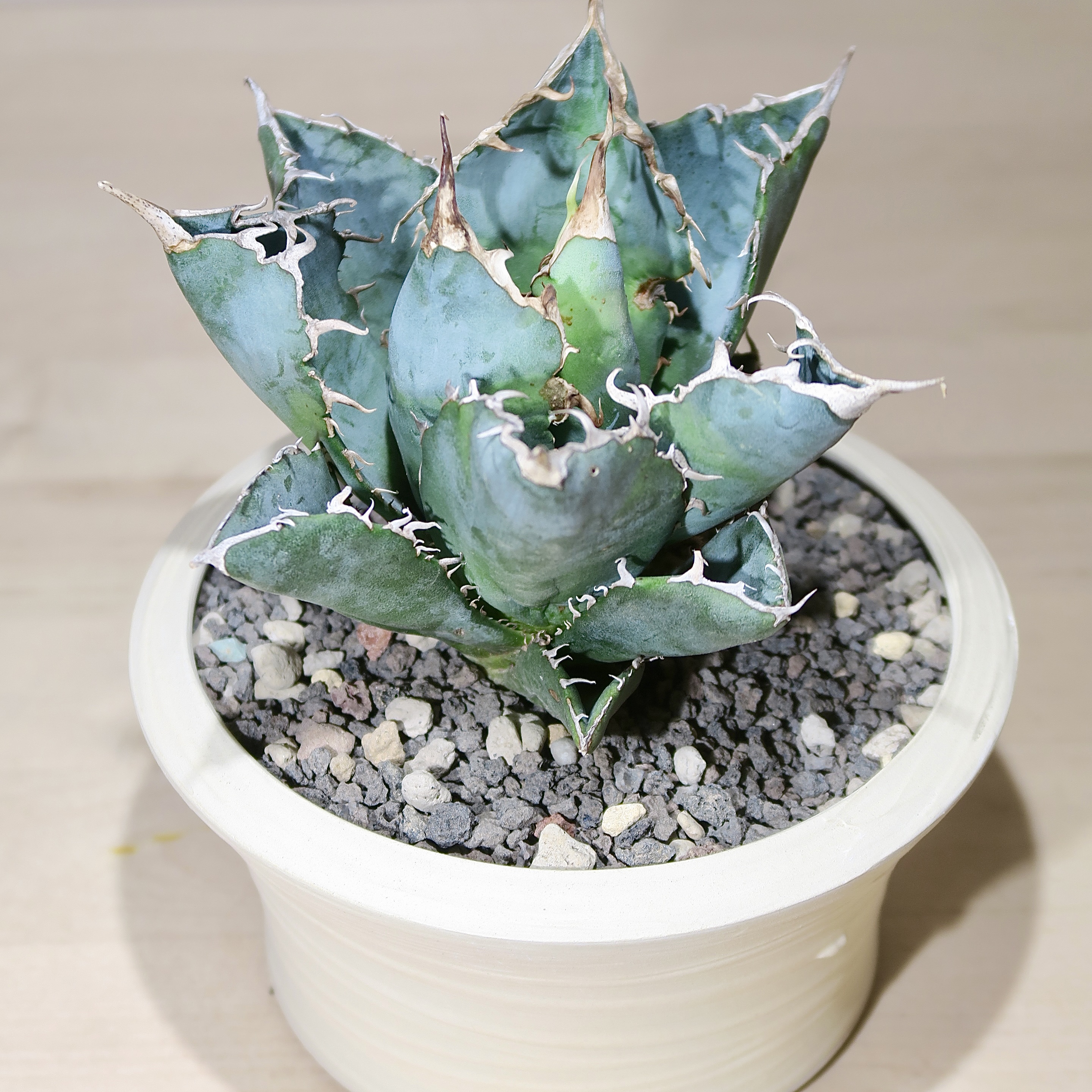 Agave Titanota 'blue whale' in handcrafted artisan pot - Plant Folks