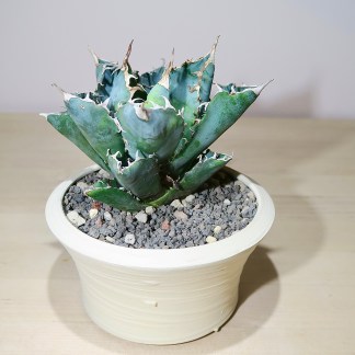 Agave Titanota 'blue whale' in handcrafted artisan pot