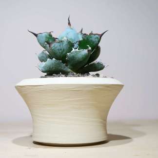 Agave Titanota 'blue ball' in handcrafted artisan pot