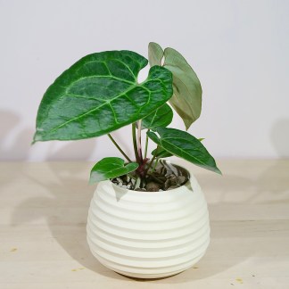 Anthurium Blue Crystallinum x Magnificum in Artisan Planter