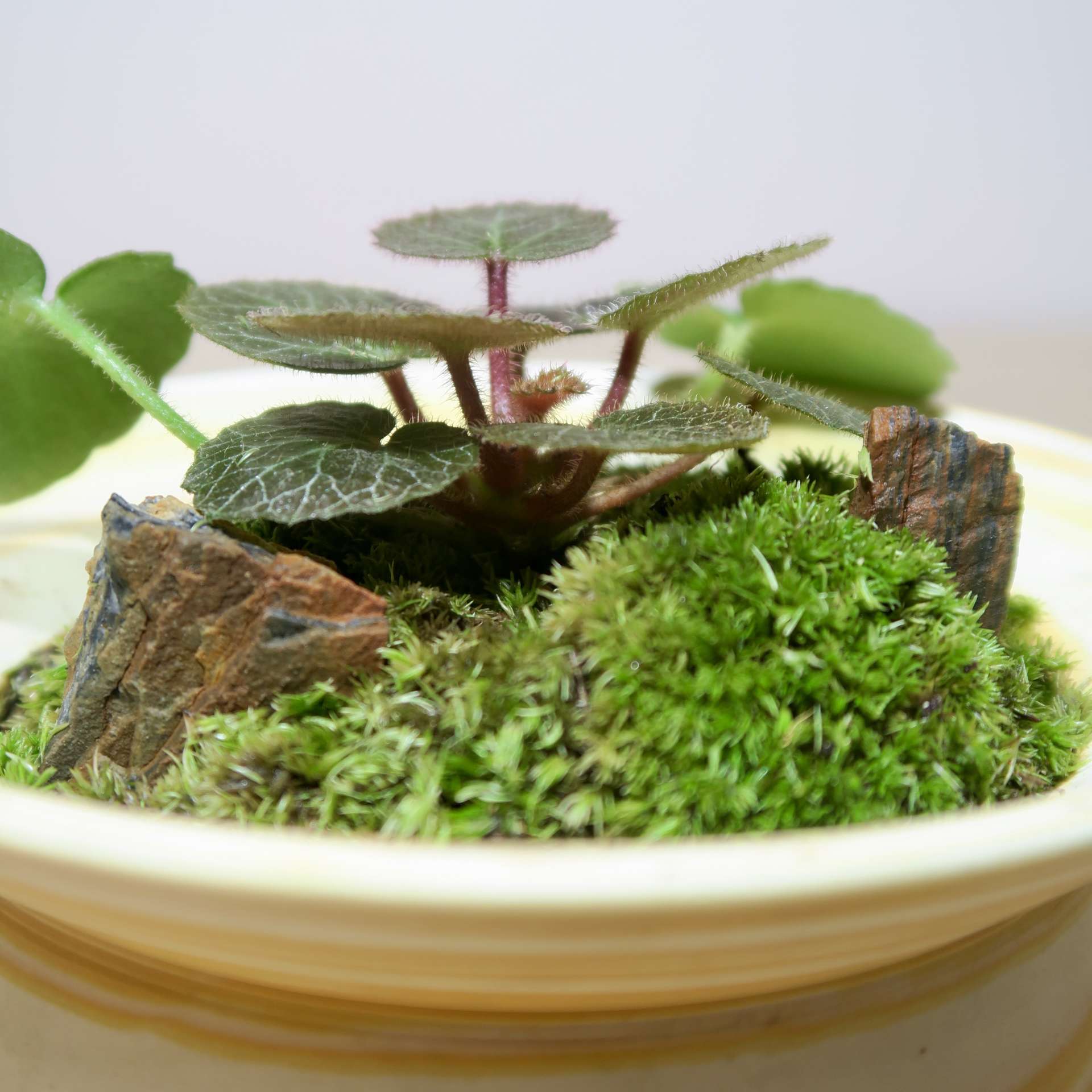 Saxifraga Stolonifera plant moss creation - Image 2