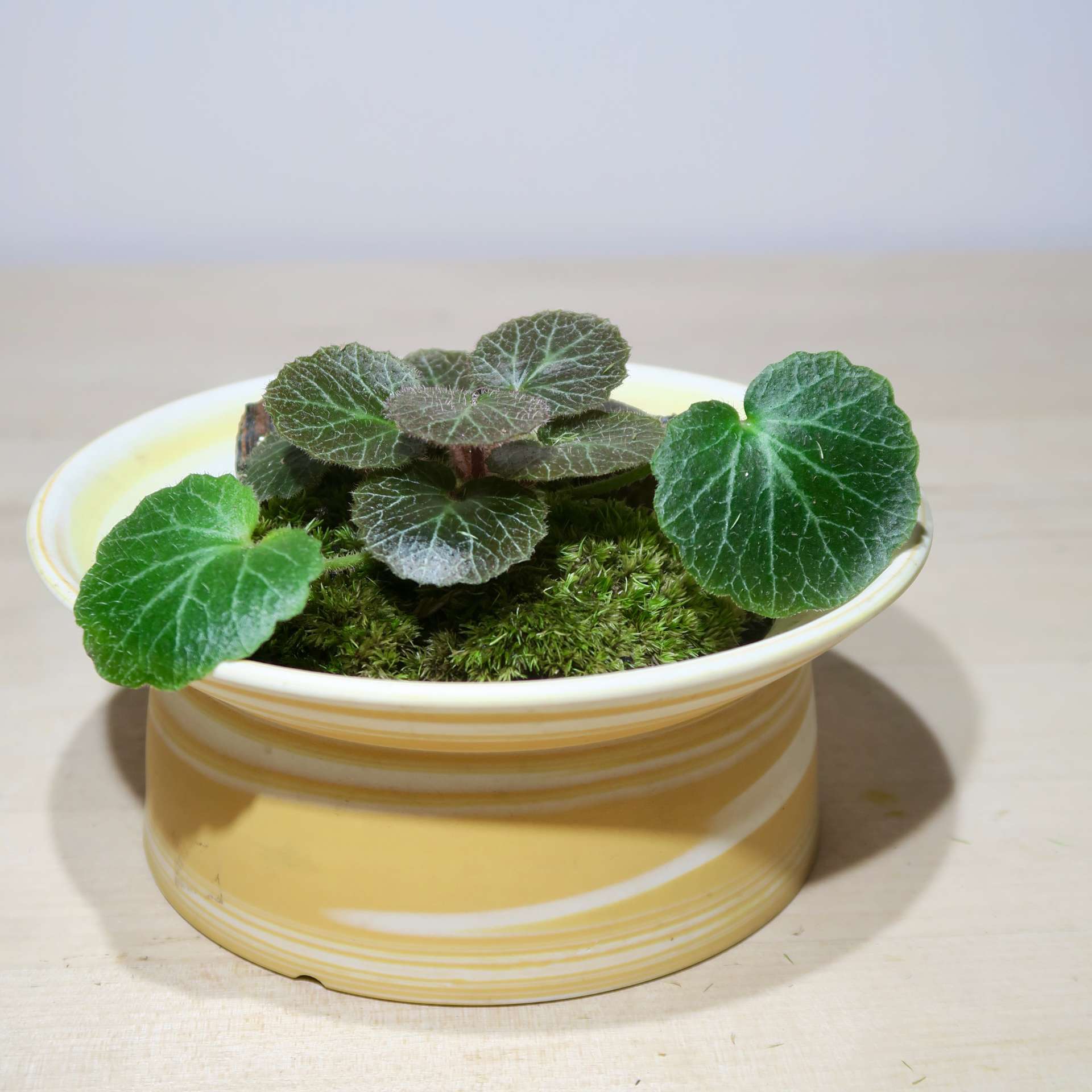 Saxifraga Stolonifera plant moss creation - Image 3