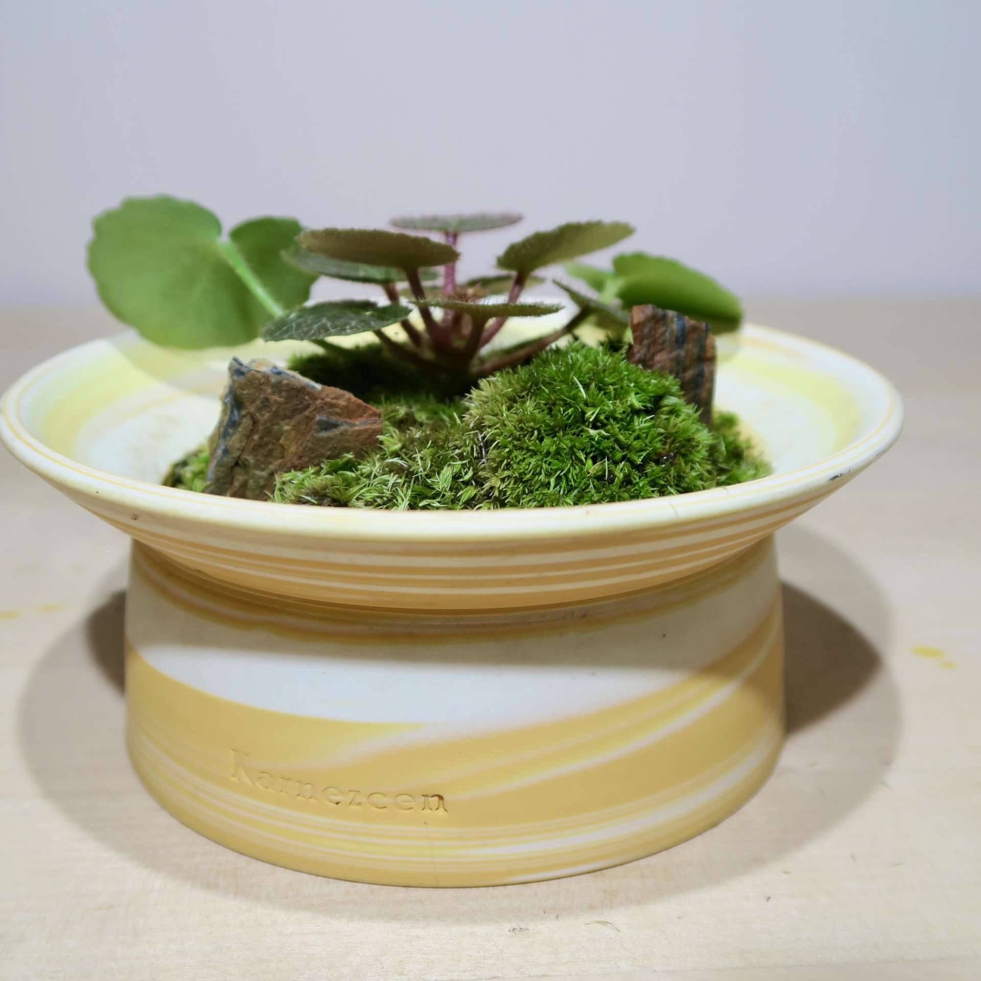 Saxifraga Stolonifera plant moss creation