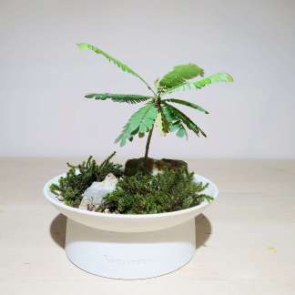 Biophytum Sensitivum plant moss creation