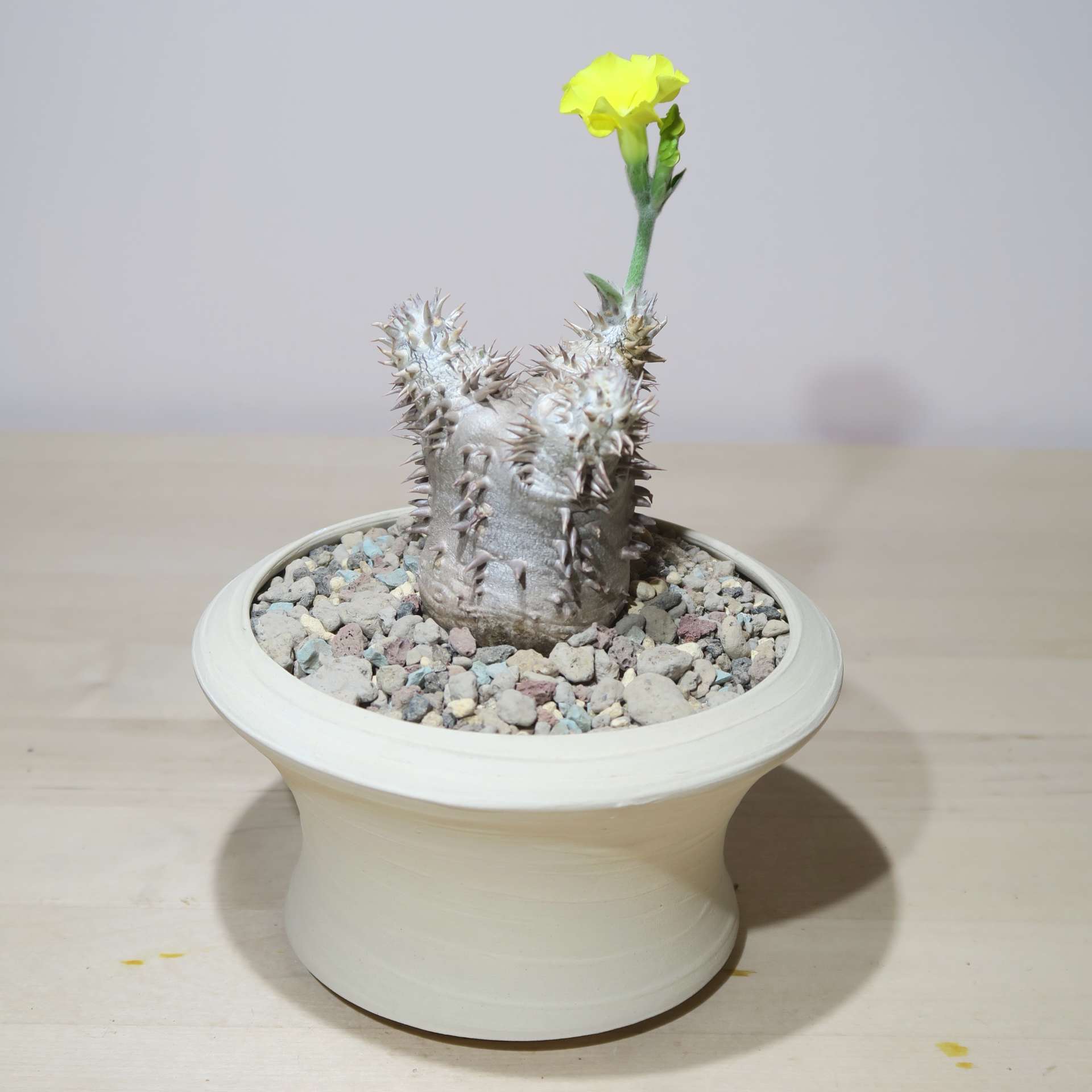 Pachypodium Brevicaule in Raw Artisan Planter - Image 3