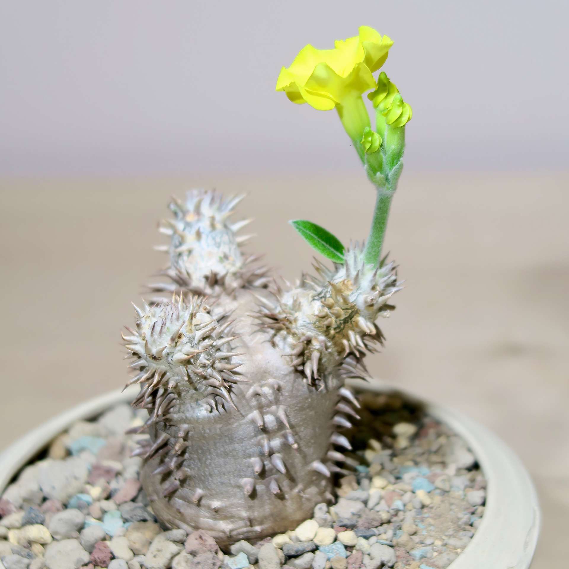 Pachypodium Brevicaule in Raw Artisan Planter - Image 6