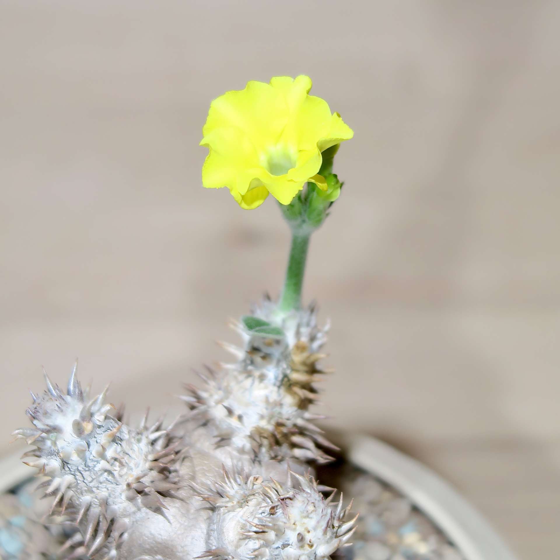 Pachypodium Brevicaule in Raw Artisan Planter - Image 5