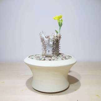 Pachypodium Brevicaule in Raw Artisan Planter