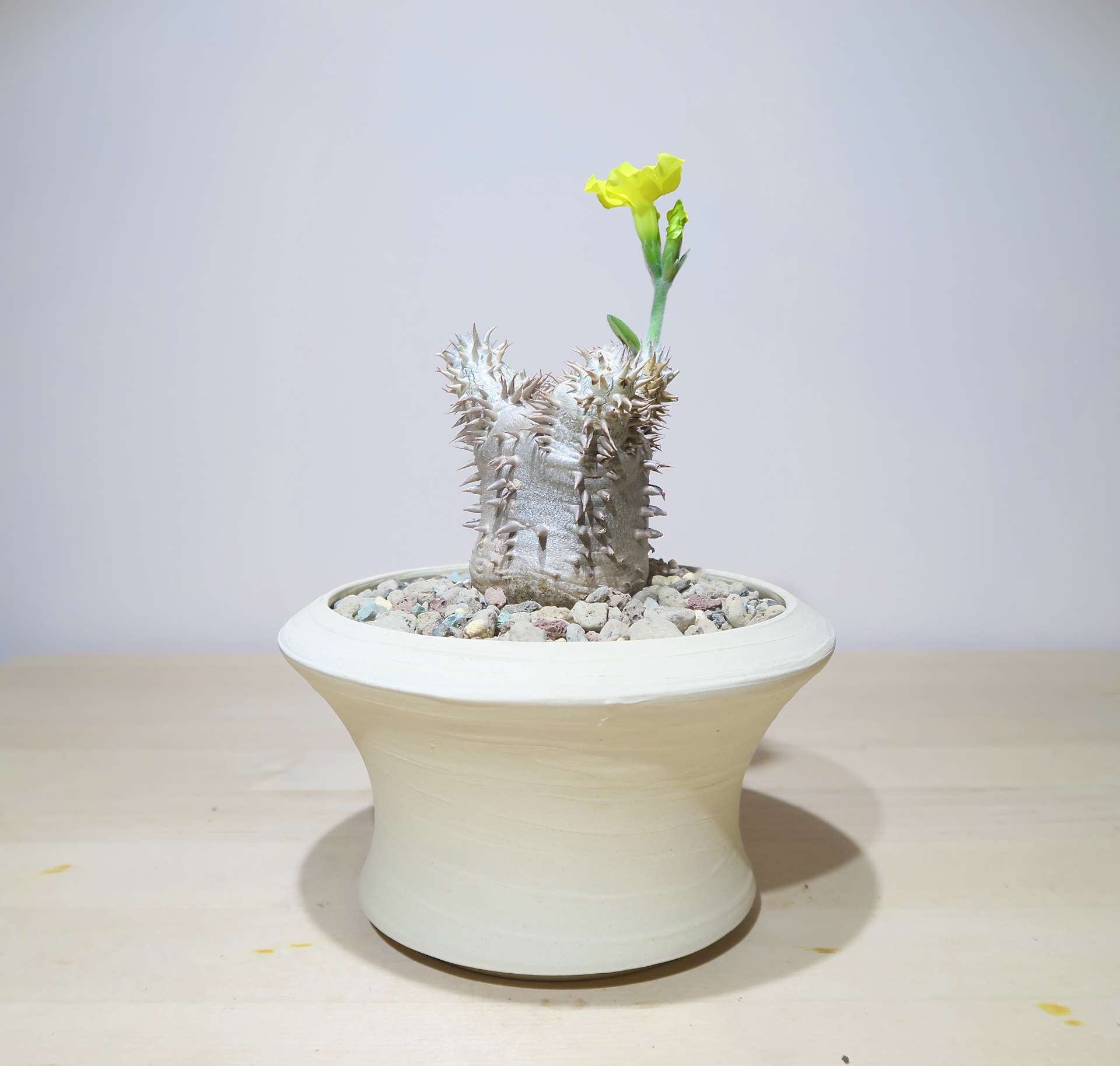 Pachypodium Brevicaule in Raw Artisan Planter