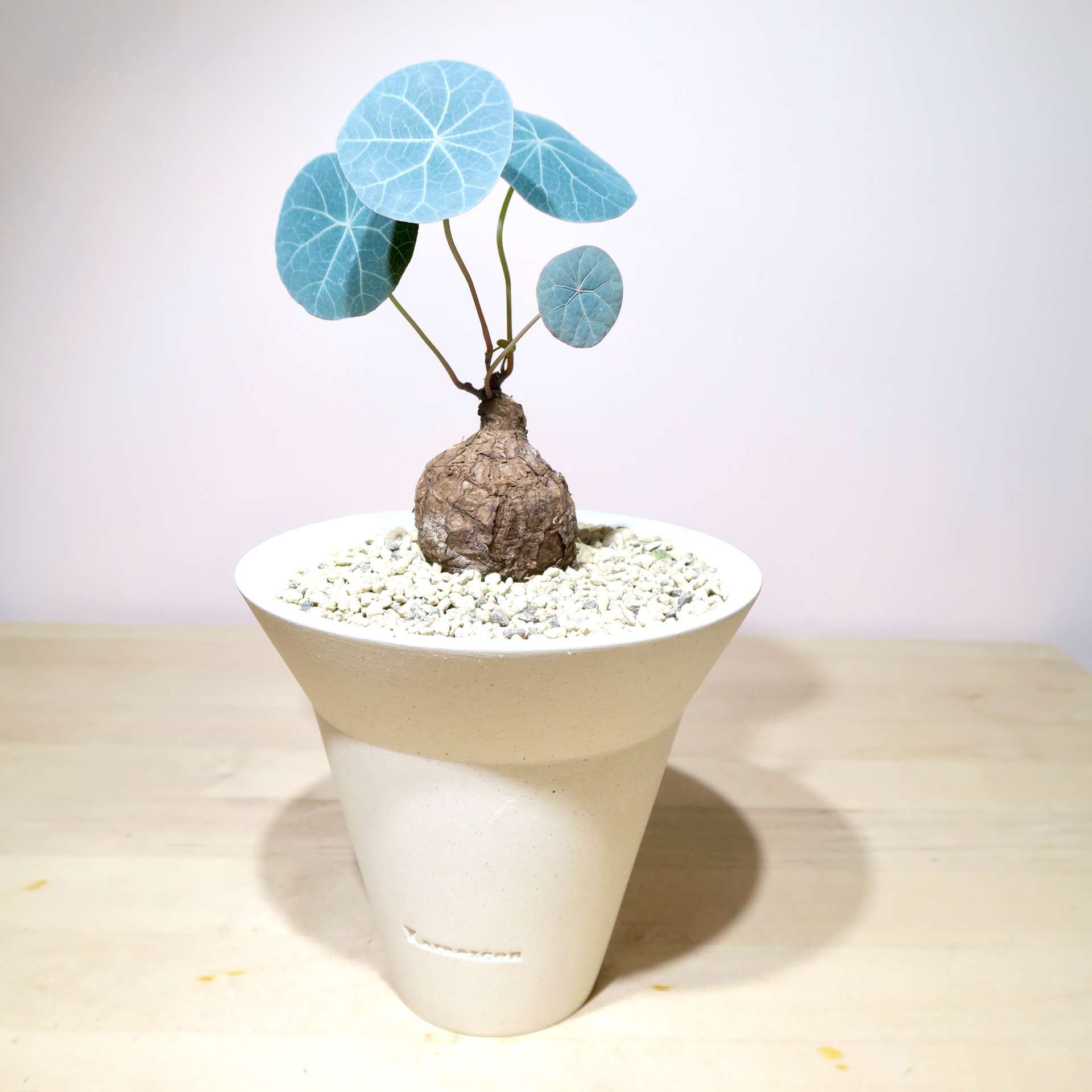 Stephania Kaweesakii Nova in handcrafted planter