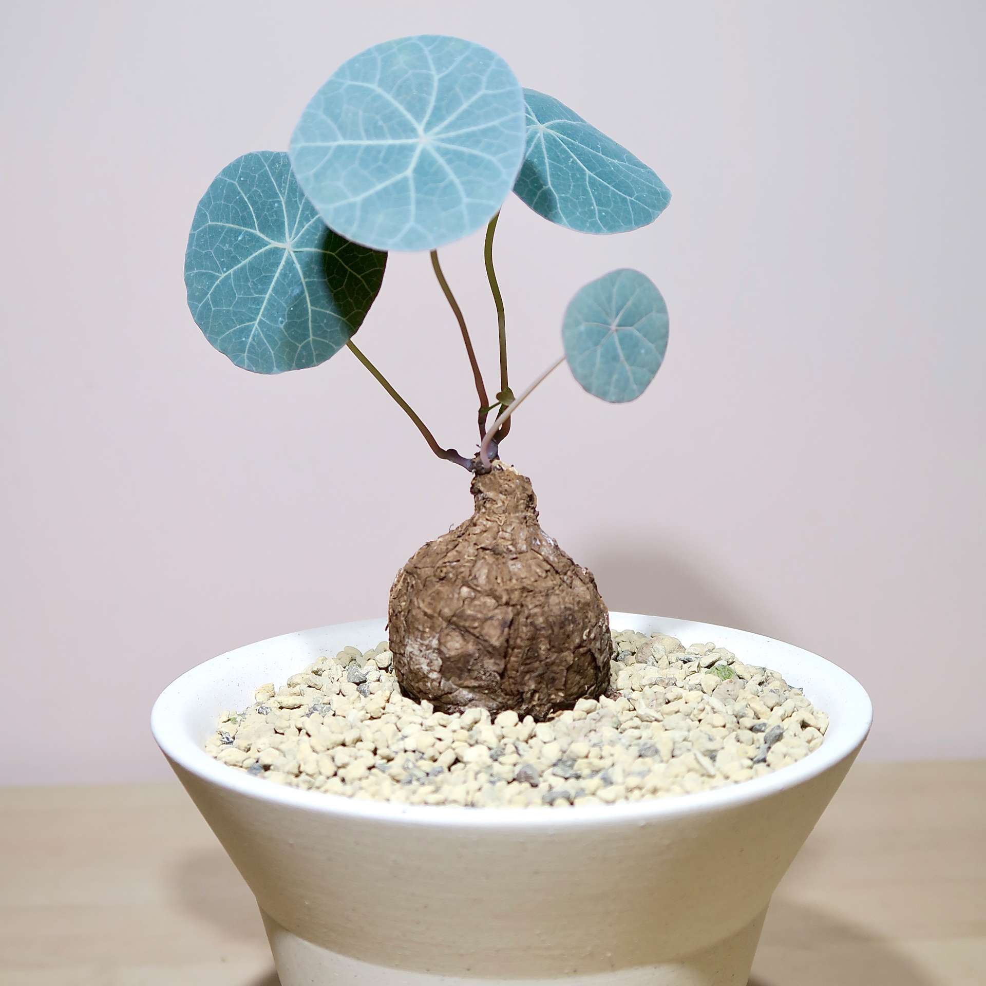 Stephania Kaweesakii Nova in handcrafted planter - Image 2