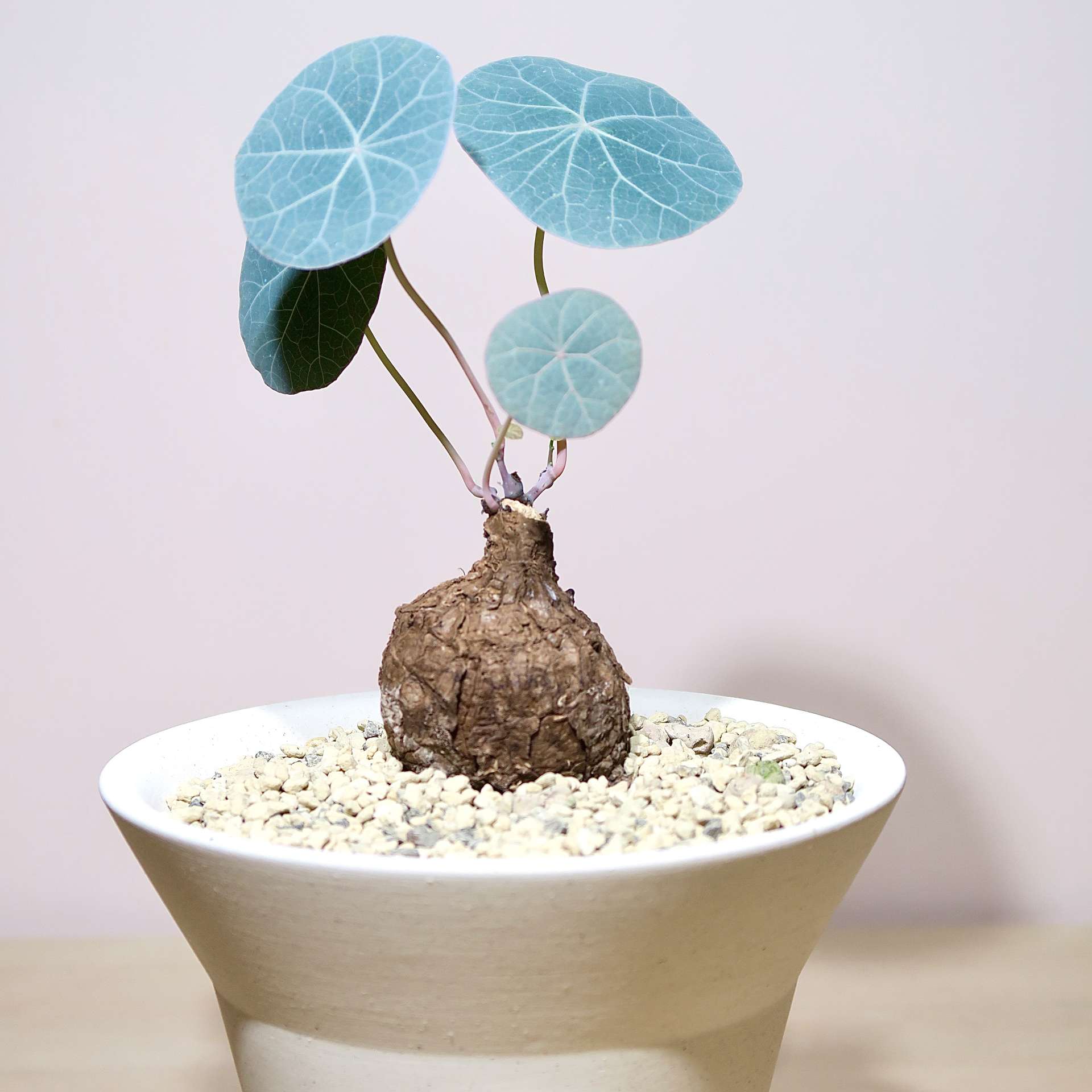 Stephania Kaweesakii Nova in handcrafted planter - Image 3