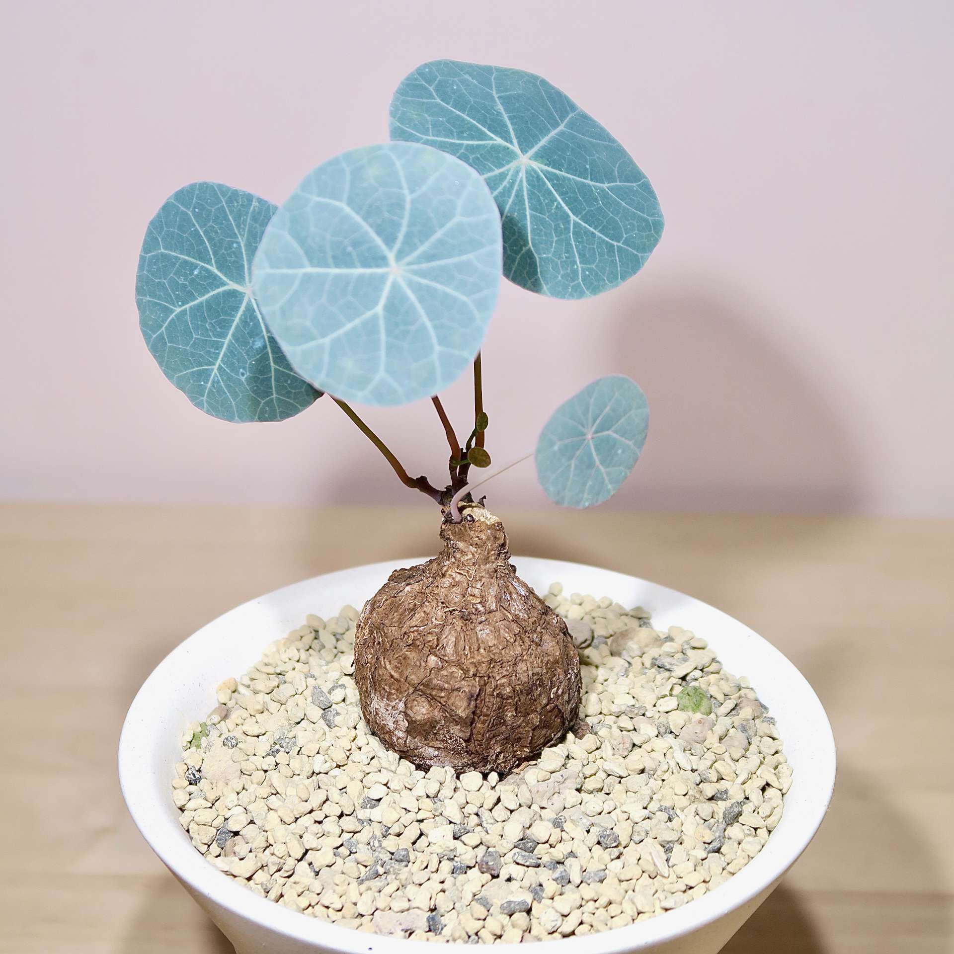 Stephania Kaweesakii Nova in handcrafted planter - Image 4