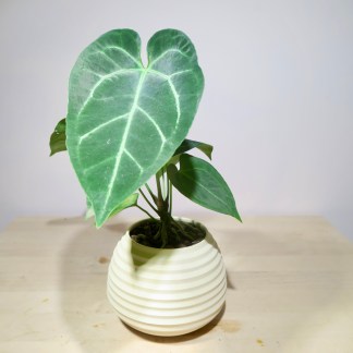 Anthurium Blue Crystallinum x Magnificum in Raw planter