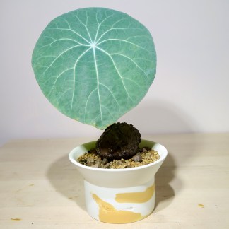 Stephania Kaweesakii Nova