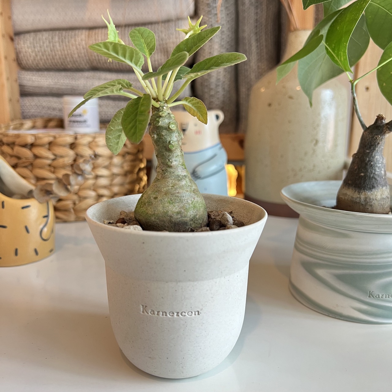 Dorstenia Foetida Artisan Planter