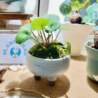 Saxifraga Stolonifera plant moss creation in 3-legged Planter