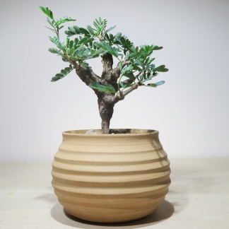 Senna Meridionalis in handcrafted planter