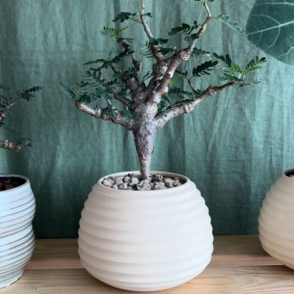 Senna Meridionalis in Raw Artisan Planter