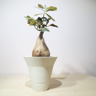 Phyllanthus Mirabilis in Artisan Planter