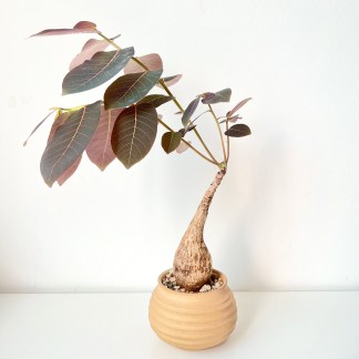 Phyllanthus Mirabilis in Artisan Planter