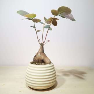 Phyllanthus Mirabilis in Artisan Planter