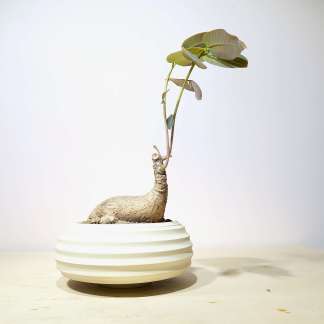 Phyllanthus Mirabilis in Artisan Planter