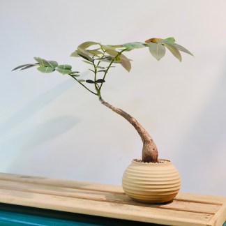 Phyllanthus Mirabilis in Brow Honey Pot Artisan Planter