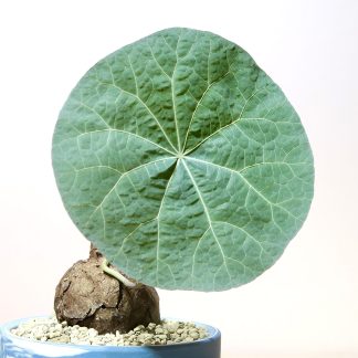 Stephania Kaweesakii Nova in Handcrafted Planter