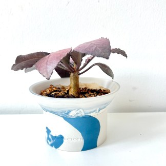 Euphorbia Francoisii Hybrid in Handcrafted Pot