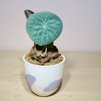 Stephania Kaweesakii Nova in Handcrafted Planter