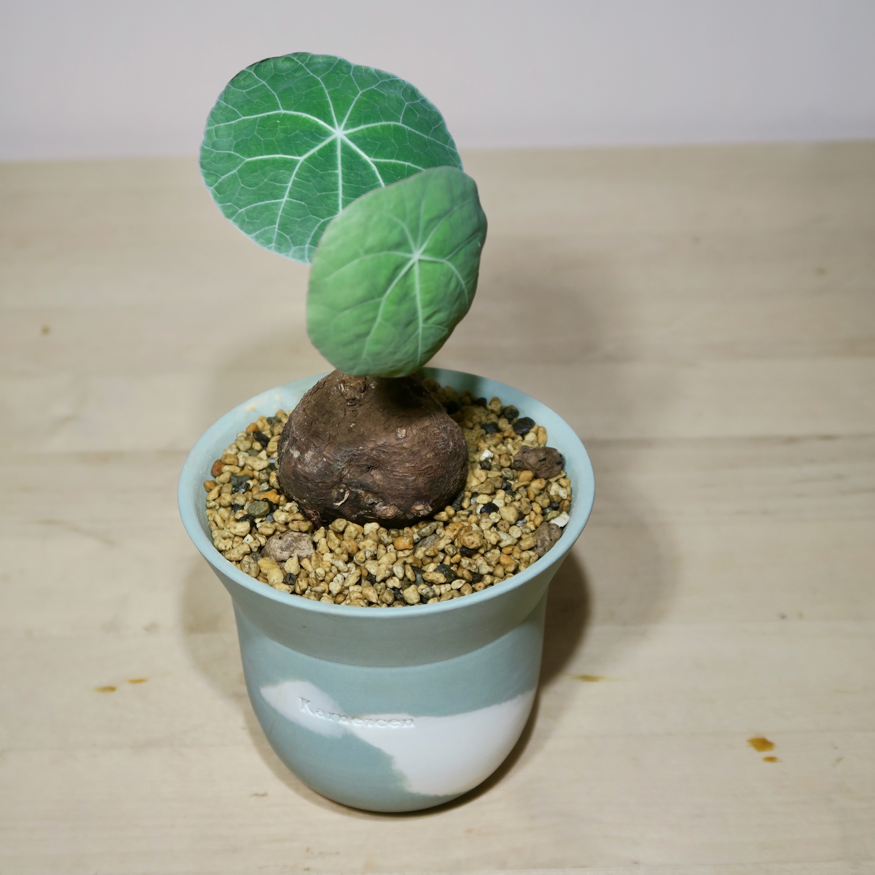 Stephania Kaweesakii Nova in Handcrafted Planter - Image 2
